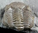 Long Eldredgeops Trilobite - Paulding, Ohio #55452-2